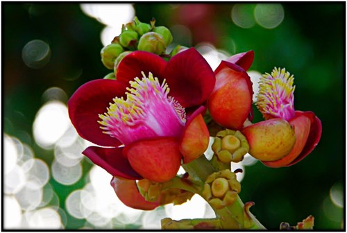 Image result for hình ảnh hoa bò đề