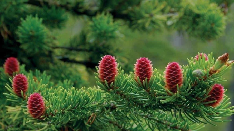 Thông 5 lá, Thông đỏ và Những điều cần biết về Thông